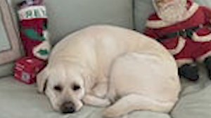 ‘Is it safe?' DC dog owners concerned about pets being electrocuted