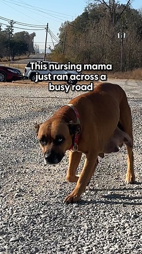857K views · 10K reactions | What would you do if a pittie mama led you to a dark house and begged you to rescue her and her newborn puppies? We spoke with Audray from Luck's Rescue about how she handled that. The ending is SO beautiful! ❤️ To help more rescue more dogs visit: thedo.do/LucksRescueDonate and keep up with Audray on Instagram: thedo.do/rescue_with_me_ and TikTok: thedo.do/lucksrescue | The Dodo | Facebook