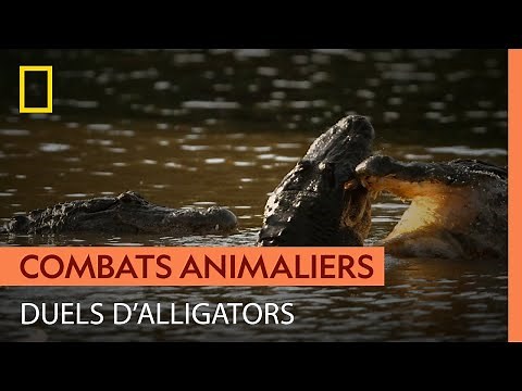 The violent clashes of alligators during the breeding season