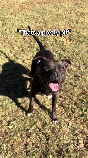 Understanding Pitbull Breeds and Their Characteristics