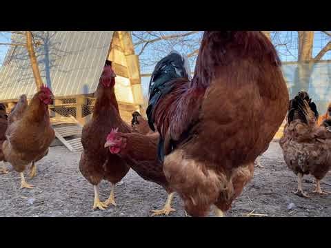 My Daily Chicken Routine: Opening the Coop & Morning Checks