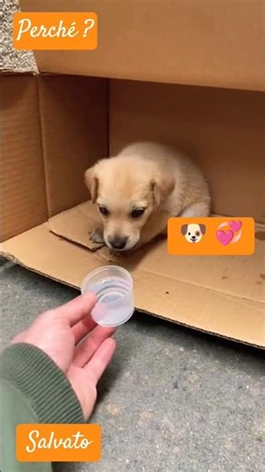 Dog Rescue | Salvataggio Cagnolino Abbandonato #giantstories #perte #pets #cane