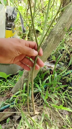 Paano Mag-Marcotting ng Siling Labuyo