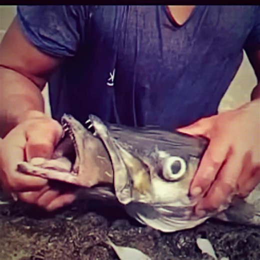 Eel Eats Eel – A Shocking Underwater Encounter