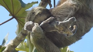 403K views · 10K reactions | No todos los días se puede ver a un perezoso de 3 dedos teniendo una cría  #Naturaleza #perezoso #cría #bebé #VideosSorprendentes #domingo #felizDomingo  Steven Vela | Oasis Wildlife Fuerteventura | Facebook