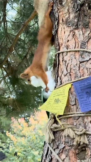 21K views · 194 reactions | Squirrel Squirrels Pet Pets Animals Animal Nature cute squirrel cute animals cute pets #animal #pet #squirrel #animals #cute #animalvideos #nature #cutepets #cutesquirrel | Cute squirrel & animals | Facebook