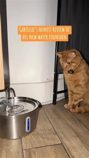 Garfield’s honest review of his new water fountain #tiktokshop #cattok #catlover #catsoftiktok