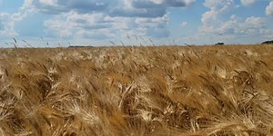 Farmers in ND sell barley for pet food