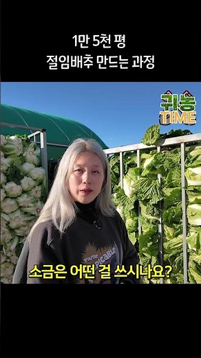 1만5천평 절임배추 만드는 과정