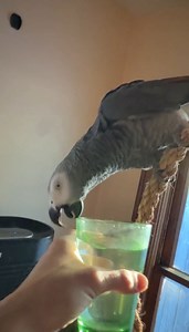 5.9K views · 128 reactions | Apollo’s Daily Water Gaslight  #apolloandfrens | Apollo and Frens | Facebook