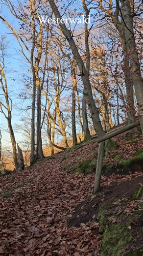 Exploring Nature in Westerwald: A Scenic Walk