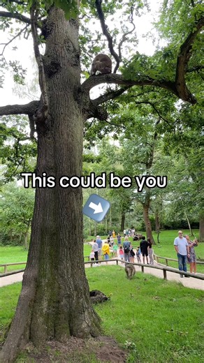 Be AMONGST the monkeys at UK’s Only Monkey Forest - Trentham Monkey Forest. | Trentham Monkey Forest