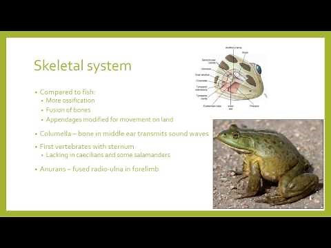 Amphibian physiology