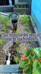 Kamangha-manghang gamit ng beer sa agrikultura 🍺🍻 | Halaman Kaalaman