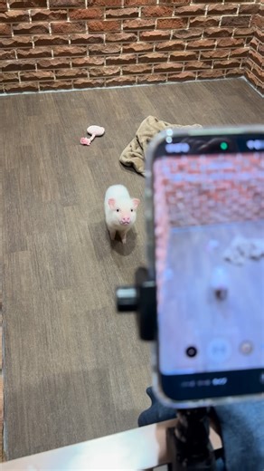 pignic cafe | 🐷トムくん📱 毎日インスタライブ実施ちゅ➰🎥 配信準備も抜かりなく‼️画角確認ヨシ🫵🏻🐷 #マイクロブタふれあいカフェ #アニマルカフェ #pigカフェ #ブタカフェ #pignic #マイクロブタ #豚 #pig #piggy #cute #cafe #横浜中華街... | Instagram