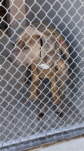 Super Cute Chocolate Pittie Lab Mix Puppy 🍫🐶😍