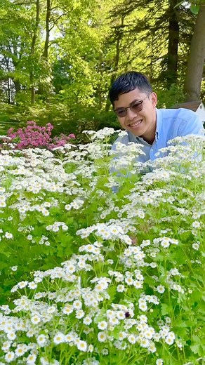 26K views · 569 reactions | Feverfew Magic Single, my new favorite cut flowers #flowergarden #matricaria | Cranery Gardens | Facebook
