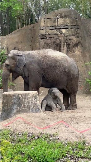 Baby elephant Jet makes public debut at Saint Louis Zoo