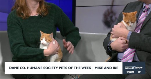 Meet the Dane Co. Humane Society Pets of the Week: Mike and Ike!