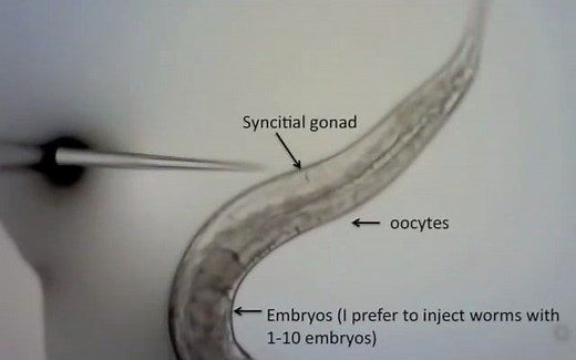 Microinjection of C. elegans Gonads