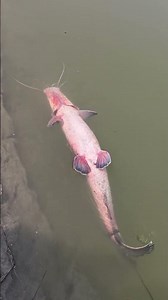 Ganga Nadi me aai ek badi Machli #fishhunting2 #fishing #Bestfishing