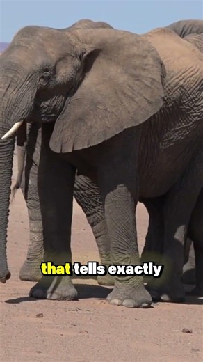 Elephants Actually Call Each Other by Name