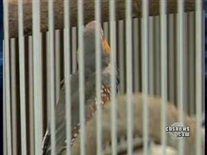 Scientists Decode Songbird Genome