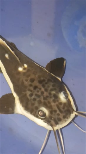 ചിക്കൻ കൊടുത്താൽ ഹാപ്പിയാണ് | Red tail catfish | #fish, #redtailcatfish, #monsterfish,