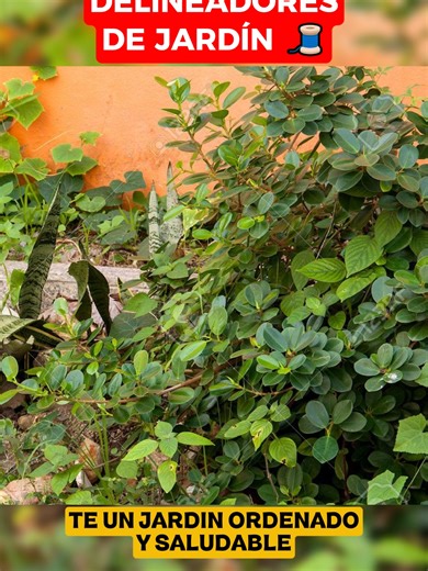 Convierte tu jardín en un oásis estructurado y ordenado con los delineadores de jardín Solicita más información en el link de mi perfil #JardinesSaludables #JardineriaEcologica #paisajismo #jardineria #jardinero #diseñointerior #diseñoexterior #arquitecturapaisajista #paisajesnaturales #plantas #flores #grass #delineadordejardin #separadordejardin