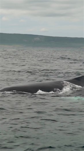 116K views · 1.5K reactions | So many natural instruments contribute to our soundscape – from the lapping waves to the song of the humpbacks. :Ocean Quest Adventures, Petty Harbour | Newfoundland & Labrador Tourism | Facebook