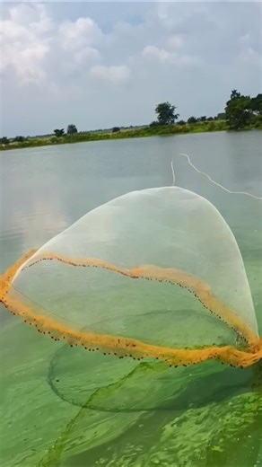 Best cast netting. Fishing #fishfarming #fishing #fish #viralvideo