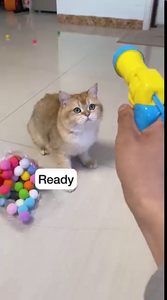 27K views · 236 reactions | This is a fun and interactive toy that will keep your feline friend entertained for hours! Plush Balls shooting gun toy: https://cutt.ly/RwZKHs8i ⚡Fast shipping during spring festival: https://cutt.ly/AwZKbSDZ #cats #plush #toys #games #homedesign #petslover | DHgate | Facebook