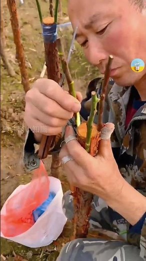 安いバラを高級鉢植えに変える魔法 |興味深い知識