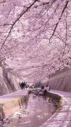 春のイメージを楽しもう🌸