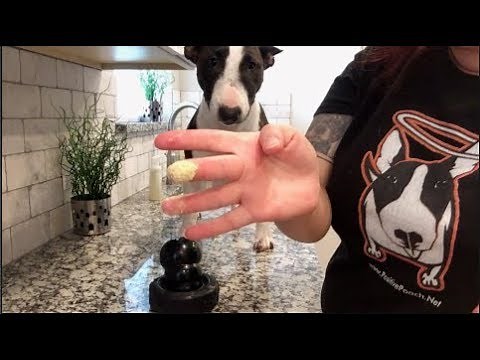 How To Apply Styptic Powder To A Dog's Nail | Dog Training Nation