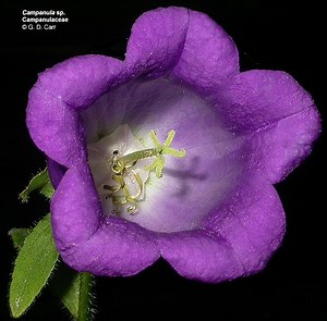 Campanulaceae - Alchetron, The Free Social Encyclopedia