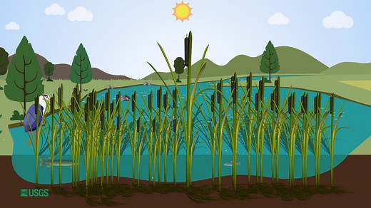 Importance of Cattails in Wetlands