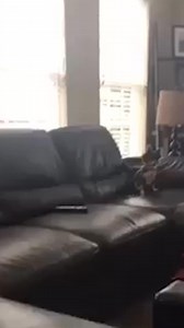 19K views · 60 reactions | Dog Won't Listen | Reader's Digest | Facebook