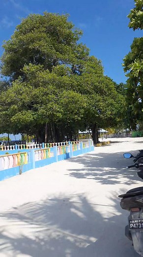 500 years old tree in Maldives feridhoo Island 🏝 A majestic 500-year-old tree standing tall in Feridhoo Island 🏝️🌿 A true natural wonder of the Maldives — full of history, beauty, and calm vibes. Nature’s masterpiece that has witnessed centuries! ✨🌳 #FeridhooIsland #Maldives 🇲🇻 #500YearsOldTree #NatureWonder #MaldivesVibes #MehtabVlog #IslandLife #TravelMaldives #MaldivesDiaries #PeacefulPlaces #NatureLovers #ExploreMaldives #HiddenGems #TropicalLife #shorts #reels | Journey Tales