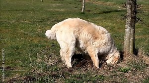 dog digging a hole in a ground, golden retriever
