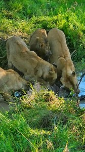 45K views · 508 reactions | Lions eating a muddy buffalo!! #zebraplainsmoments #zebraplainscollection To book your Maasai Mara Safari at one of Zebra Plains Collection's Camps you can get in touch at: reservations@zebraplainsmara.com Or WhatsApp on +254790789122 Download our brochures to learn more about the camps: www.zebraplainscollection.com/brochures | Rob The Ranger Wildlife Videos | Facebook