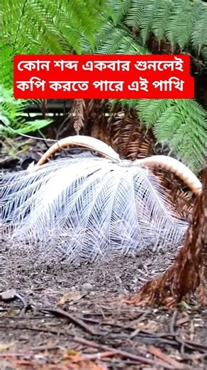 Lyrebird. Lyre bird. Lyrebird sound #lyrebirds