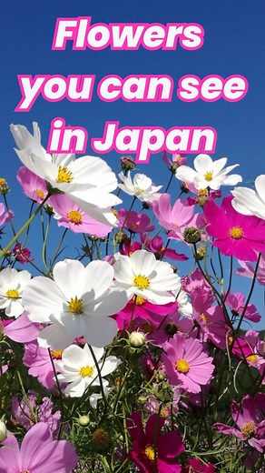 10K views · 405 reactions | When and what flowers can we see in Japan? There are four seasons in Japan, and each season offers a variety of flowers to enjoy. I have made a video listing the typical flowers you can see in Japan. Of course, there are many more flowers you can see in Japan. If you come to Japan, please be sure to enjoy the Japanese nature as well! #flowerinjapan #japannature #natureinjapan #japaneseflowers | Kazue, Your Japanese Guide | Facebook