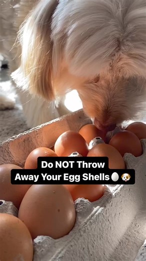 Comment “EGG” to Get the Full Recipe🍳👩‍🍳Easy Eggshell Powder Recipe for Dogs🥚#HomemadeDogFood #DogFoodRecipes #CookingForDogs #HealthyDogFood #DogNutrition #nutrientsfordogs #RealFoodForDogs #DIYDogFood#recipesfordogs #dogchild #nutrientmixdogs #cookingformydog #nutritionistapproved #eggshellsfordogs #zerowaste #eggshells #foodwaste #eggrecipes | Dog Child