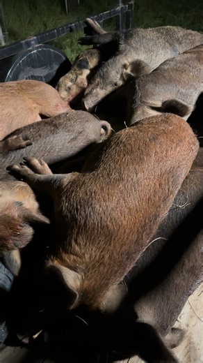 20K views · 133 reactions | Transporting the pigs from the trap can sometimes be difficult due to the remote location. Weather conditions and the time of day are also important factors. #hogcontrol #feralhogs #JAGERPRO | Jager Pro Hog Control Systems | Facebook