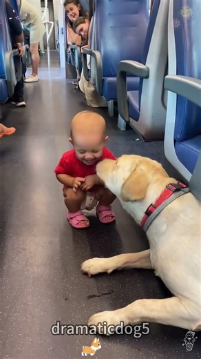 The dog's first time seeing a baby 🤣🐶#funnydog #dogvideos #pet #usa🇺🇸 #foryou