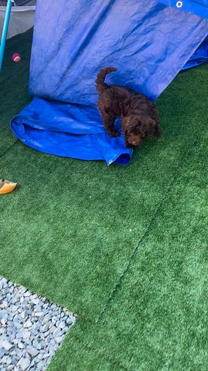 Early morning rough & tumbles…. | Steps Therapy