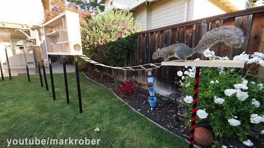 Backyard Squirrel Maze 1.0 - Ninja Warrior Course | Mark Rober