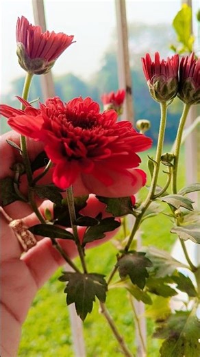 Beautiful flower blooming #flower#ytshorts #bloom