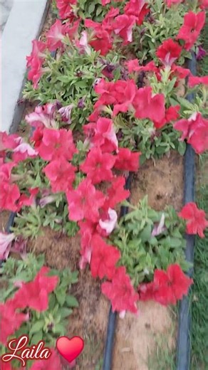 Petunia or Surfinias Plant #shortvideo #shorts #plants #garden #nature